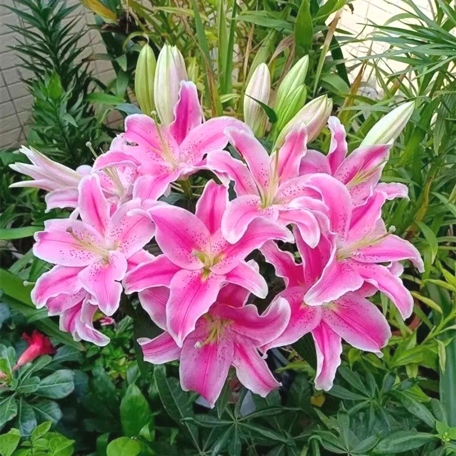 Rare Lily Seeds, High Germination Perennial Flower Seeds for Outdoor Landscaping