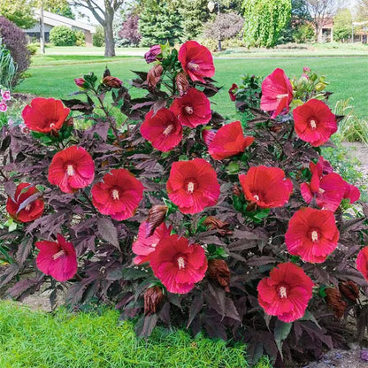 Tropical Hibiscus Seeds, Non-GMO Ornamental Seeds for Patio Pots