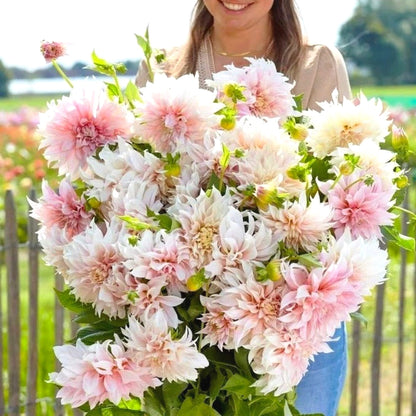 Rare Dahlia Seeds, Unique Vibrant Flower Seeds for Garden Borders