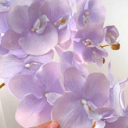 Rare Phalaenopsis Seeds, Unique Soft Color Orchid Seeds for Plant Collections