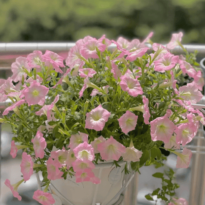Petunia Seeds, Non-GMO High Germination Annual Flower Seeds for Garden & Balcony