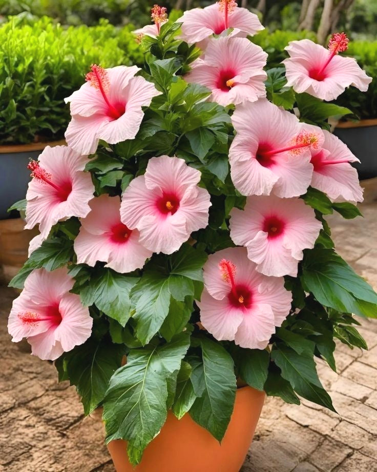 Easy-Grow Hibiscus Seeds, High Germination Seeds for Beginners