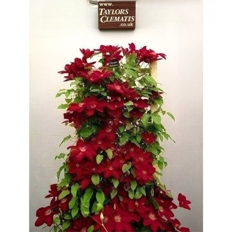 Easy-Grow Clematis Seeds, Delicate Blooms for Fence Decor