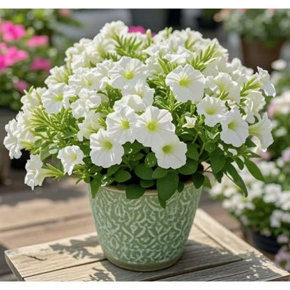 Fragrant Petunia Seeds, Non-GMO Annual Flower Seeds for Indoor & Outdoor Planting