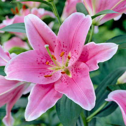 Lily Seeds, Non-GMO Fragrant Flower Seeds for Garden & Cut Arrangements