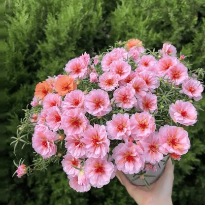 Easy-Grow Sunflower Seeds, Bright Blooms for Yard Decor