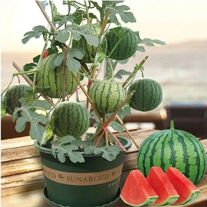 Fresh Watermelon Seeds, Non-GMO for Patio & Yard