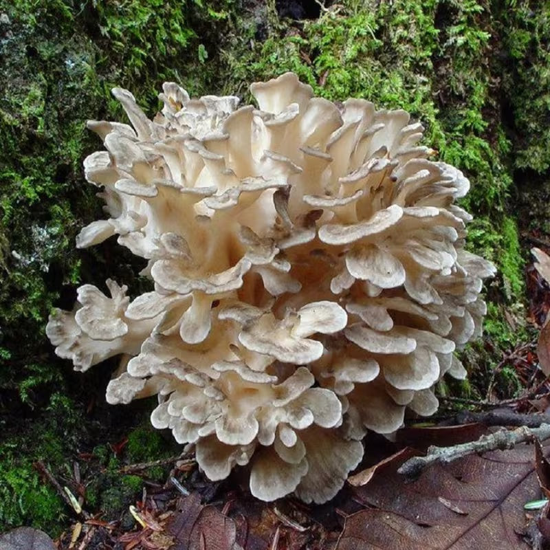 Shade-Loving Mushroom Seeds, Non-GMO Seeds for Home Garden