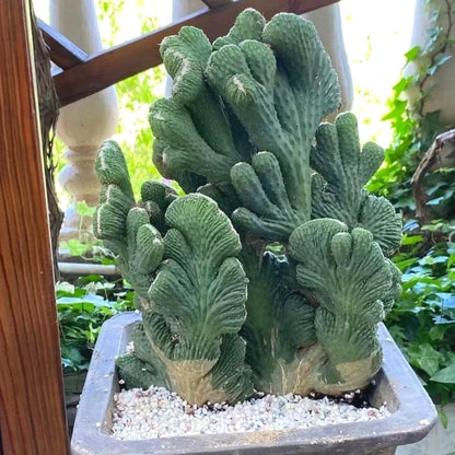 Succulent Seeds, Non-GMO Cute Fleshy Seeds for Terrariums & Window Sills