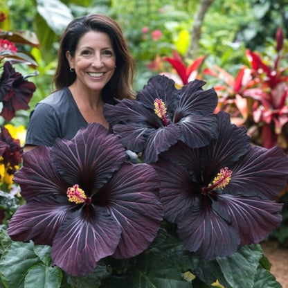 Hibiscus Seeds, Non-GMO Vibrant Flower Seeds for Garden & Balcony