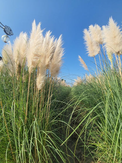 400pcs/bag Reed Seeds for Wetland Restoration - Marsh Planting Kit