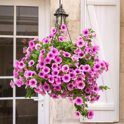 Mixed Color Petunia Seeds, Easy to Grow Flower Seeds for Hanging Baskets & Pots