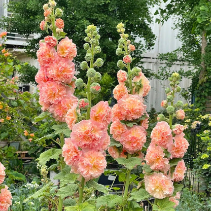 Hollyhock Seeds, Non-GMO Tall Flower Seeds for Garden Borders & Fences
