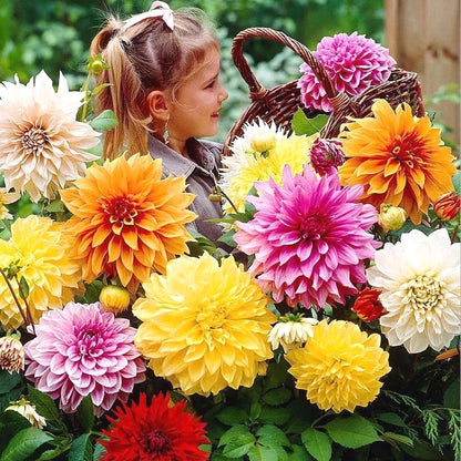 Exotic Dahlia Seeds, Non-GMO Vibrant Seeds for Patio Pots & Gardens