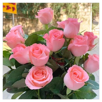 Exotic Mixed Rose Seeds, Non-GMO Hardy Perennial Flower Seeds Easy to Grow