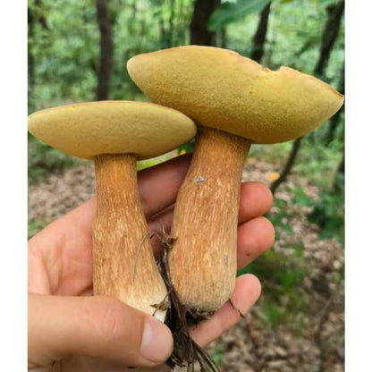 Home Garden Mushroom Seeds, Nutritious Edible Seeds for Daily Cooking