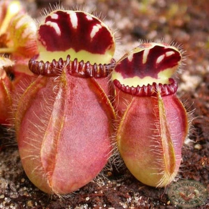 Fresh Venus Flytrap Seeds, Non-GMO Carnivorous Seeds for Indoor & Outdoor Planting