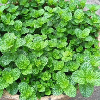 Mint Seeds, Non-GMO Aromatic Edible Herb Seeds for Garden & Kitchen