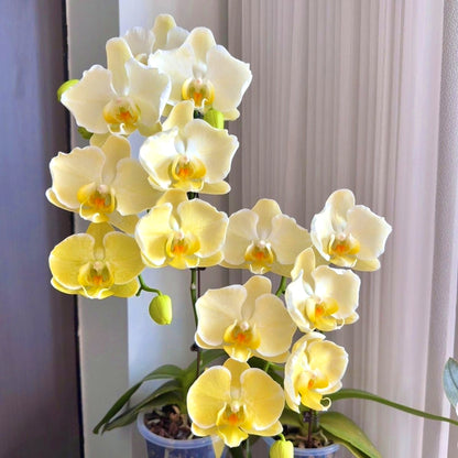 Easy-Grow Butterfly Orchid Seeds, High Germination Seeds for Beginners