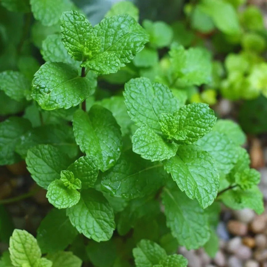 Mint Seeds, Non-GMO Aromatic Edible Herb Seeds for Garden & Kitchen