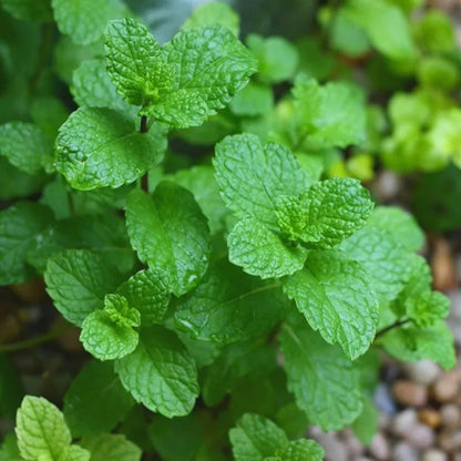 Mint Seeds, Non-GMO Aromatic Edible Herb Seeds for Garden & Kitchen