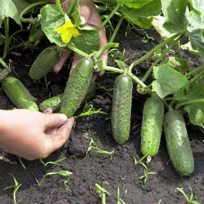Fast-Growing Cucumber Seeds, Non-GMO Seeds for Spring-Summer Planting