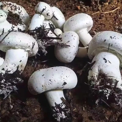 Mushroom Seeds, Non-GMO High Yield Seeds for Home Planting