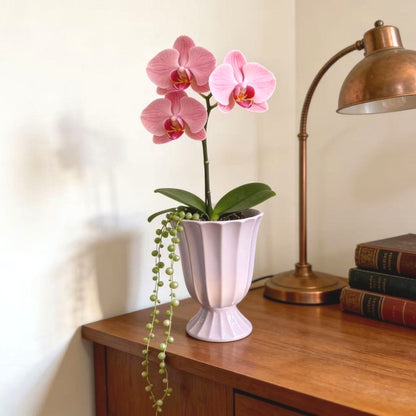 Indoor Phalaenopsis Seeds, Non-GMO Ornamental Seeds for Desk & Small Pots