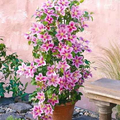 Fresh Clematis Seeds, Non-GMO for Home Garden