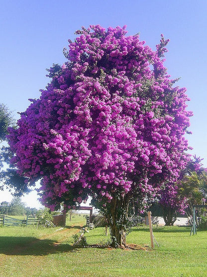100pcs/bag Paulownia Tree Seeds - Fast Growing Hardwood Saplings