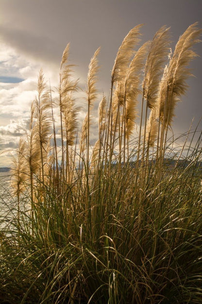 400pcs/bag Reed Seeds for Wetland Restoration - Marsh Planting Kit