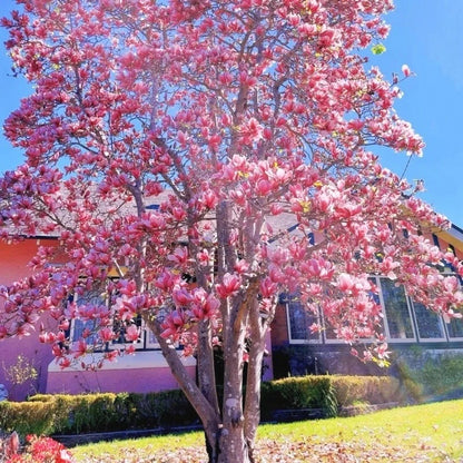 Magnolia Seeds, Non-GMO Fragrant Flower Tree Seeds for Garden & Lawn