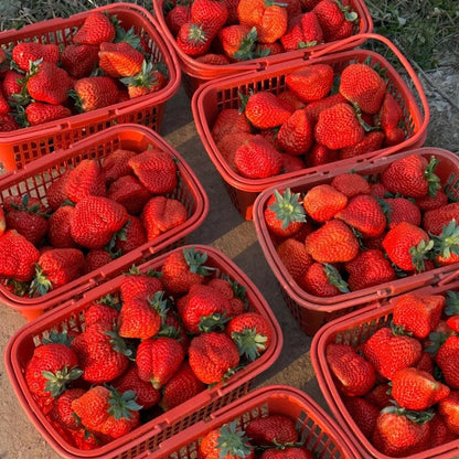 300pcs/bag Strawberry Seeds Gourmet Alpine Wild Sweet Seeds for Hanging Baskets