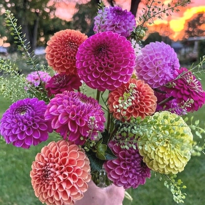 Beginner-Friendly Dahlia Seeds, High Germination Flower Seeds