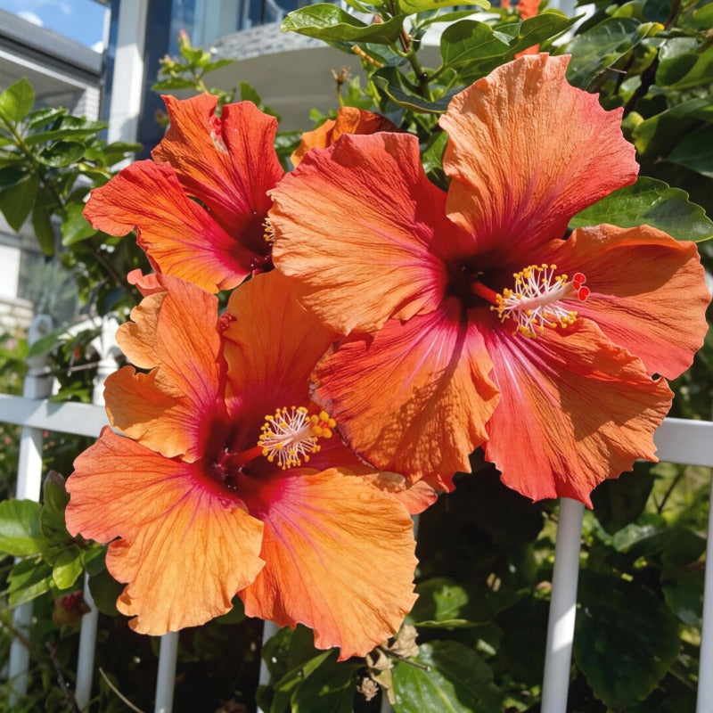 Rare Hibiscus Seeds, Unique Colorful Flower Seeds for Garden Borders