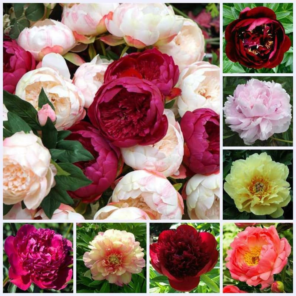 Fresh Peony Flower Seeds, Vibrant Mixed Colors for Patio & Yard