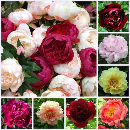 Fresh Peony Flower Seeds, Vibrant Mixed Colors for Patio & Yard