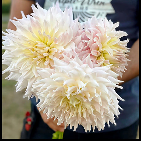 Large Bloom Dahlia Seeds, Non-GMO Cut Flower Seeds for Bouquets