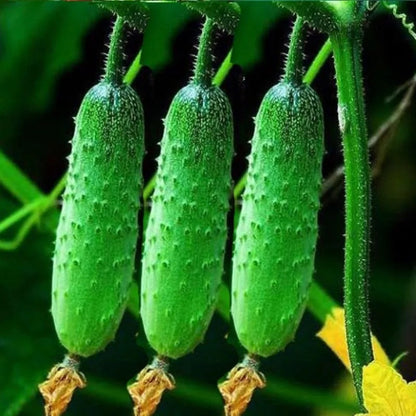 Home Garden Cucumber Seeds, Crisp Fresh Fruits for Daily Eating & Cooking