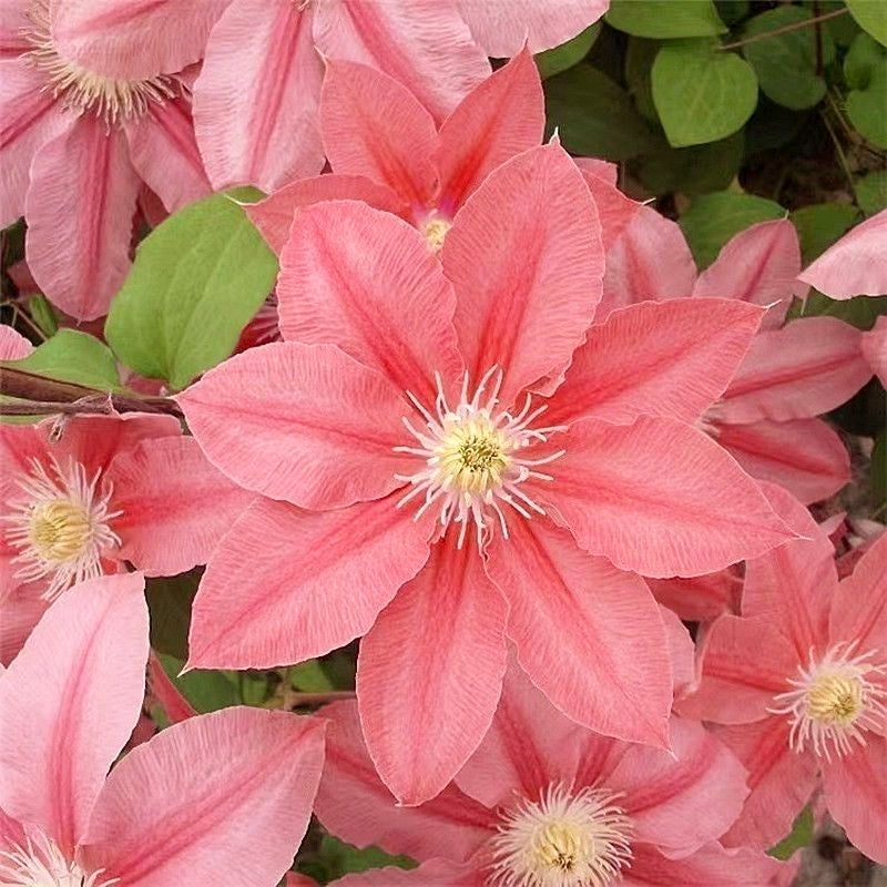 Climbing Clematis Seeds, Bright Blooms for Patio