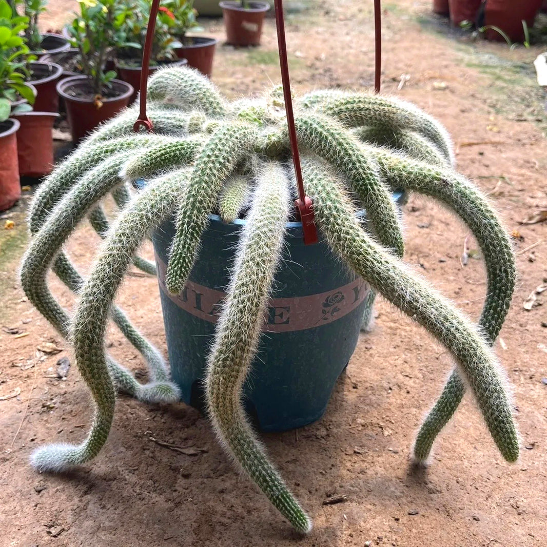 Rare Succulent Seeds, Unique Fleshy Foliage Seeds for Plant Collections