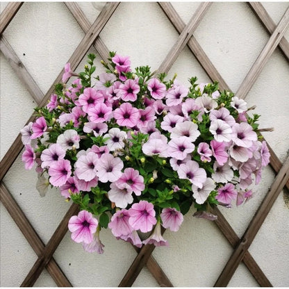Mini Petunia Seeds, Compact Non-GMO Flower Seeds for Window Sills & Small Pots (Easy to Grow)