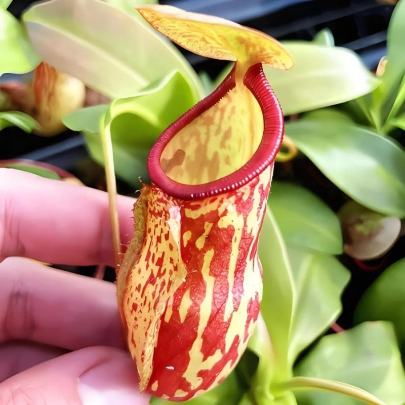 Venus Flytrap Seeds, Non-GMO Carnivorous Plant Seeds for Terrariums & Window Sills