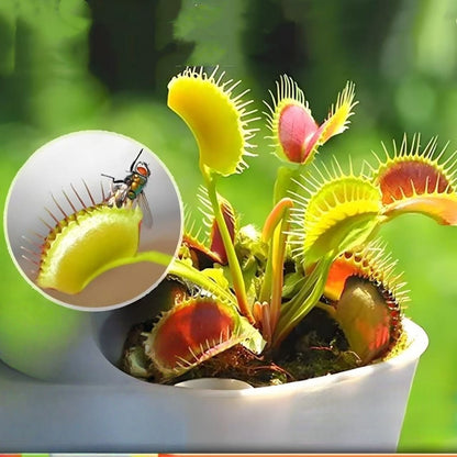 Beginner-Friendly Venus Flytrap Seeds, High Germination Carnivorous Plant Seeds