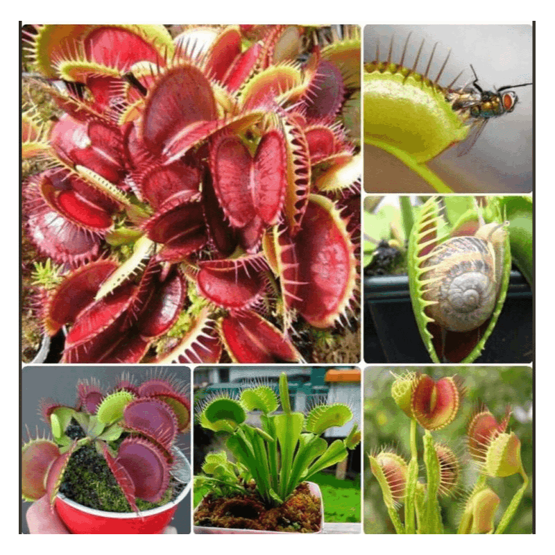 Exotic Venus Flytrap Seeds, Non-GMO Seeds for Quirky Garden & Indoor Displays