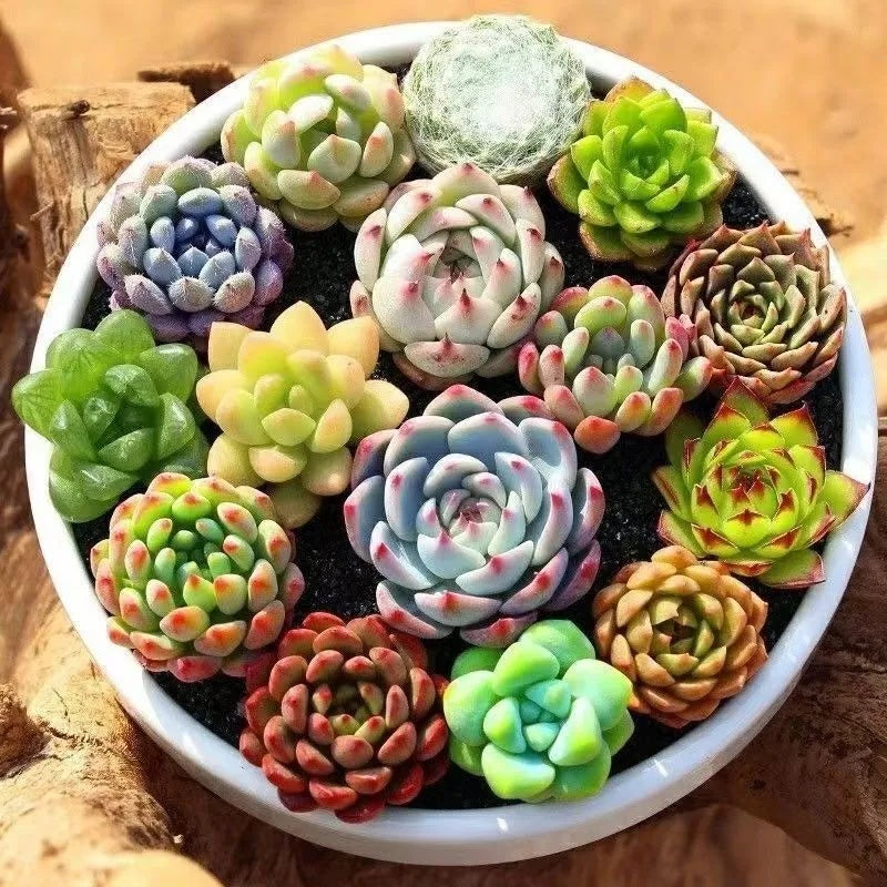 Easy-Grow Succulent Seeds, High Germination Seeds for Beginners