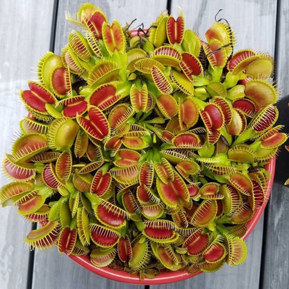 Easy-Grow Venus Flytrap Seeds, High Germination Exotic Plant Seeds for Beginners