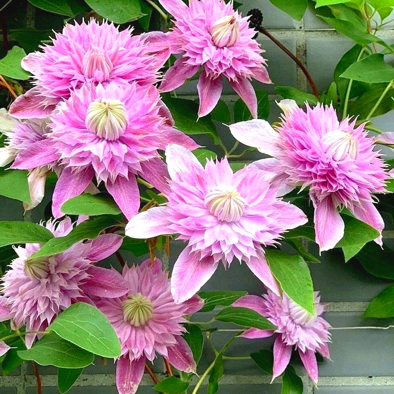 Non-GMO Clematis Seeds, High Germination for Garden & Trellises