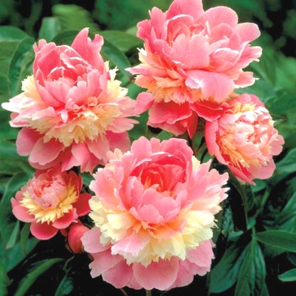Easy Grow Peony Seeds, Large Gorgeous Blooms for Beginner Gardeners
