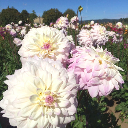 Easy-Grow Dahlia Seeds, High Germination Flower Seeds for Beginners